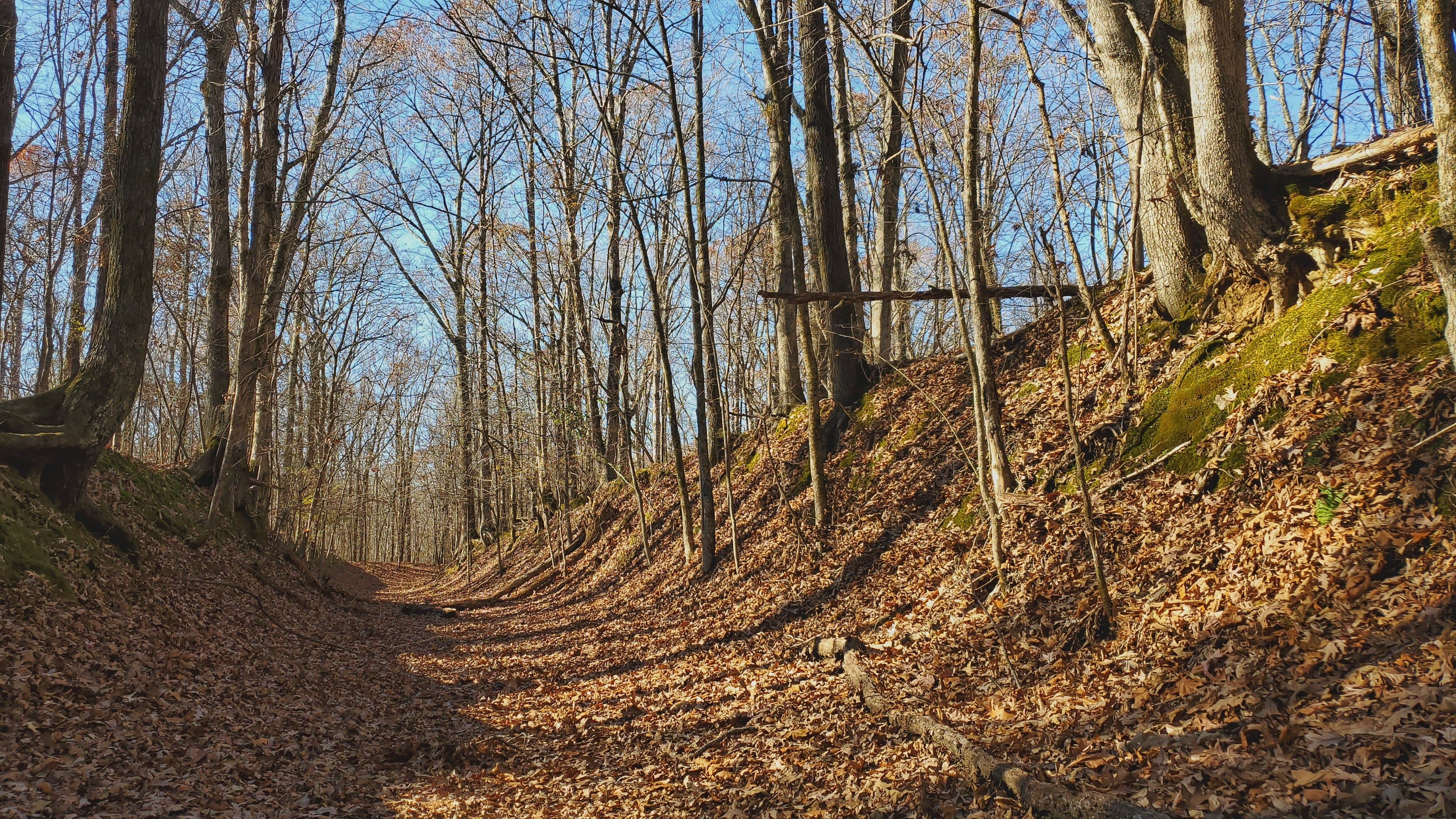 The remnant of the sunken roadway used during removal at Village Creek State Park. Photo Courtesy of Village Creek State Park.